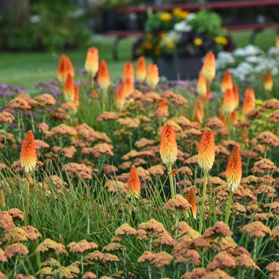 Pyromania® 'Hot and Cold' Red Hot Poker (Kniphofia hybrid)