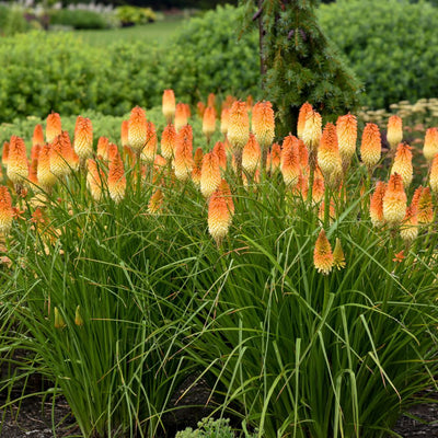 Pyromania® 'Hot and Cold' Red Hot Poker (Kniphofia hybrid)