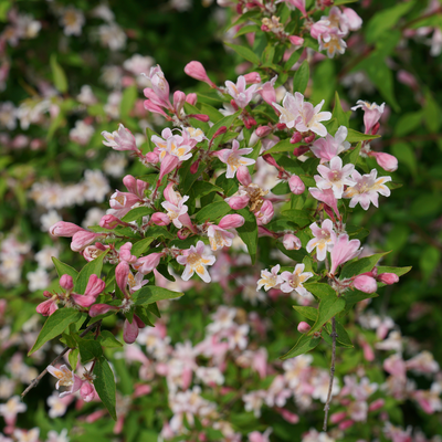 Jolene Jolene Jolene Jolene Beautybush up close.