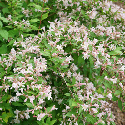 Jolene Jolene Beautybush up close.