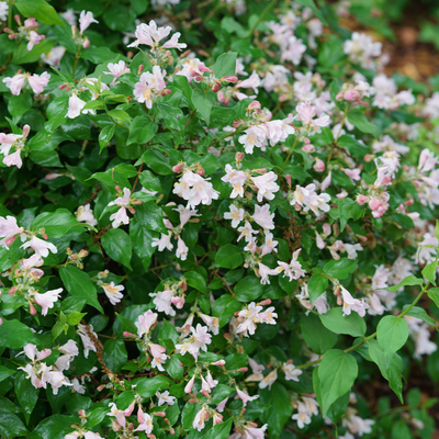 Jolene Jolene Jolene Jolene Beautybush in focus.