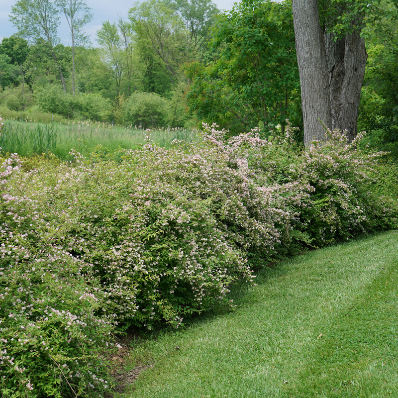 Jolene Jolene Jolene Jolene Beautybush in use.