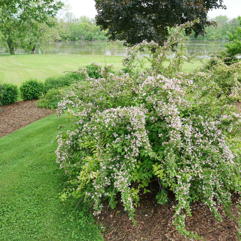 Jolene Jolene Beautybush in use.