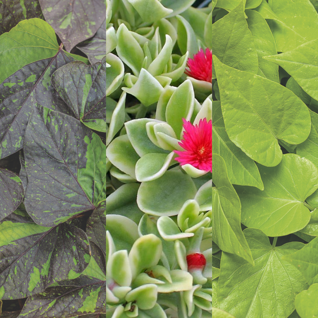 key lime pie succulent plant care Key Lime Pie – Proven Winners Direct™