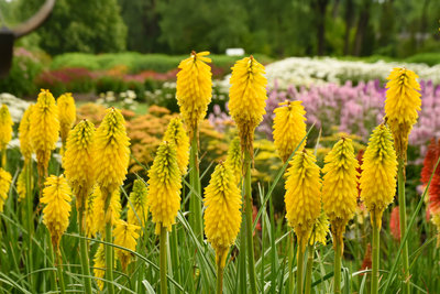 Pyromania® 'Solar Flare' Red Hot Poker (Kniphofia hybrid)