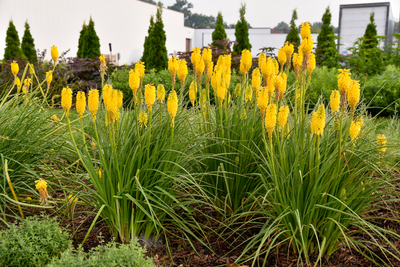 Pyromania® 'Solar Flare' Red Hot Poker (Kniphofia hybrid)