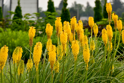 Pyromania® 'Solar Flare' Red Hot Poker (Kniphofia hybrid)