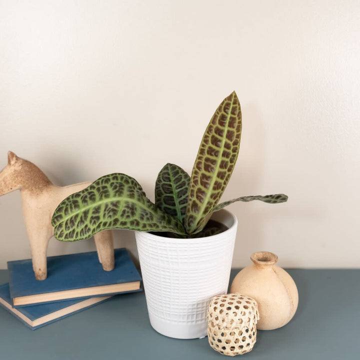 LABPRL001-CLOSEUP-1_720x.jpg?v