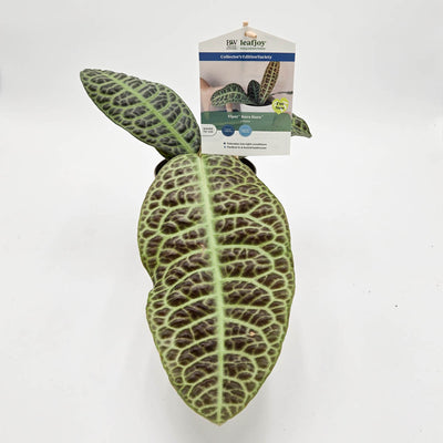 leafjoy® Tropical Tapestry™ Kura Kura™ Turtle Back (Labisia)