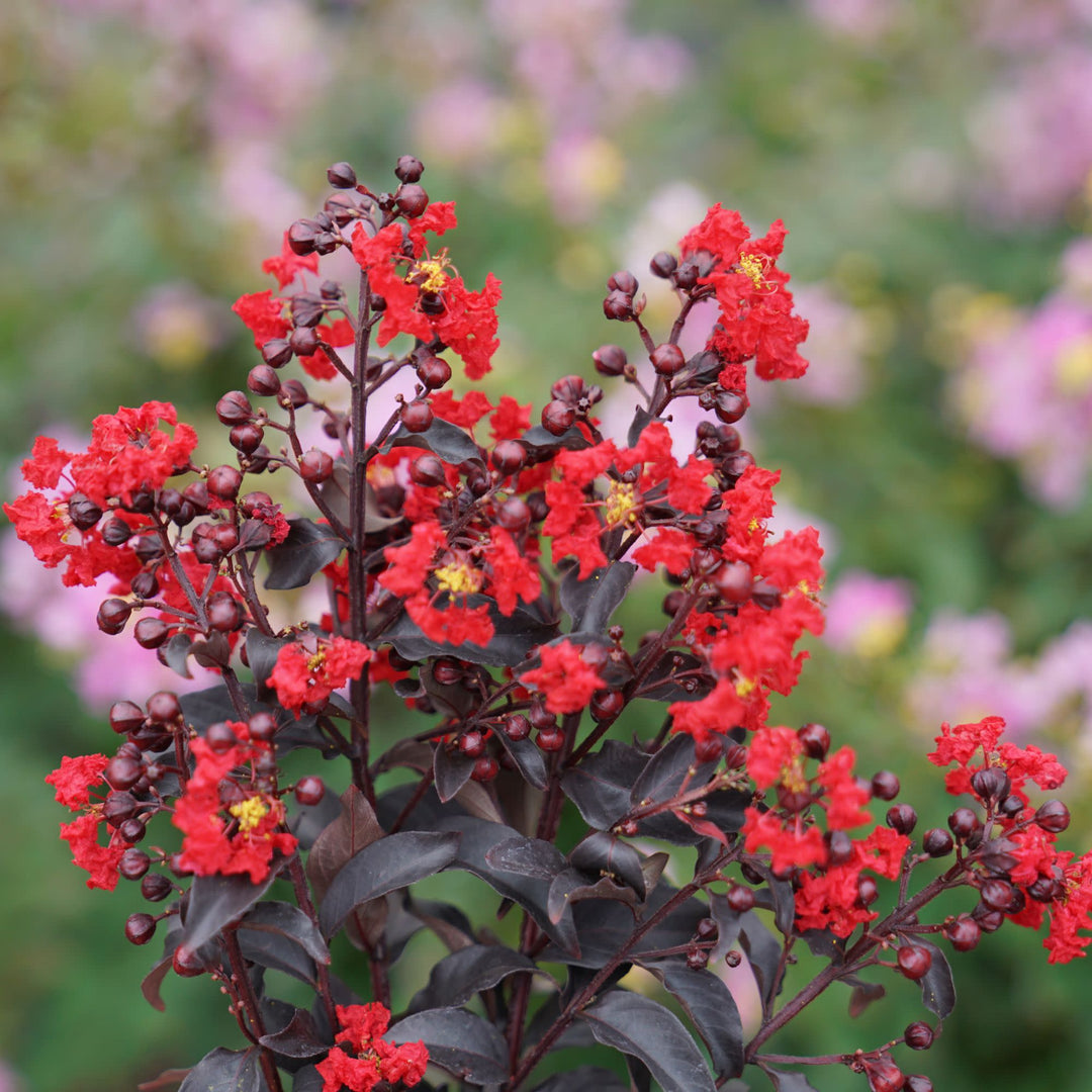 Center Stage® Red Crapemyrtle (Lagerstroemia indica)