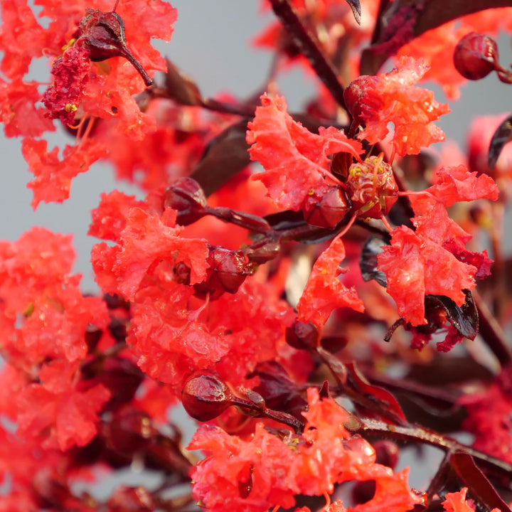Center Stage® Red Crapemyrtle (Lagerstroemia indica)