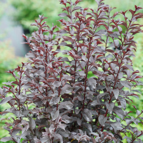Center Stage® Red Crapemyrtle (Lagerstroemia indica)