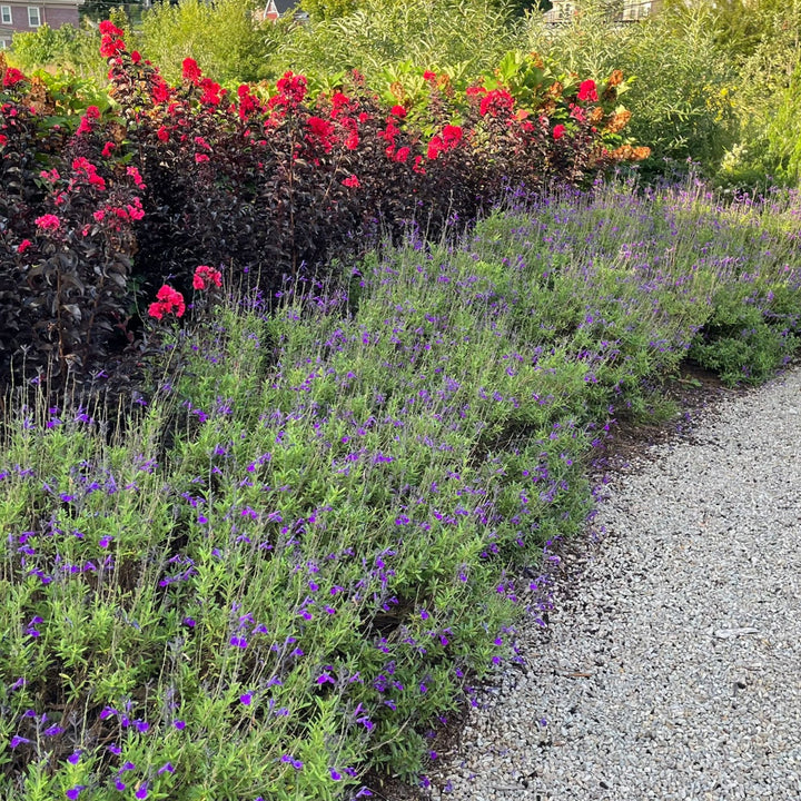 Center Stage® Red Crapemyrtle (Lagerstroemia indica)