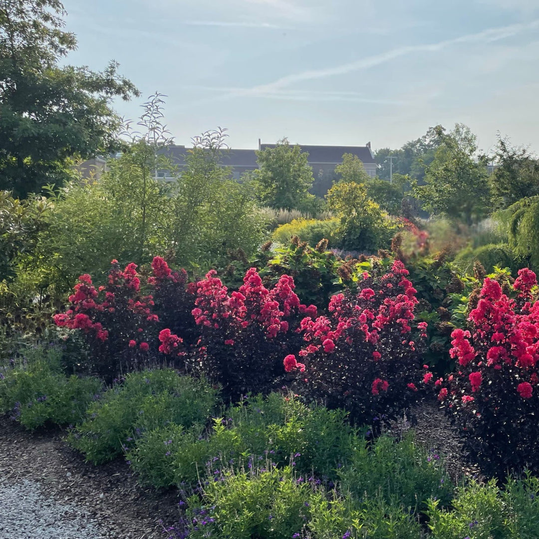 Center Stage® Red Crapemyrtle (Lagerstroemia indica)