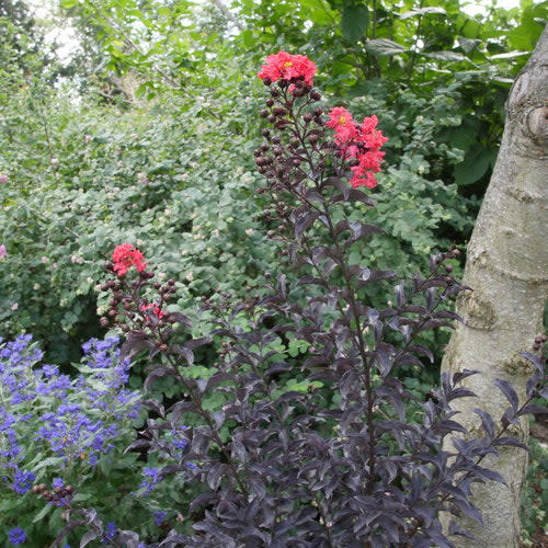 Center Stage Red Crapemyrtle in use.