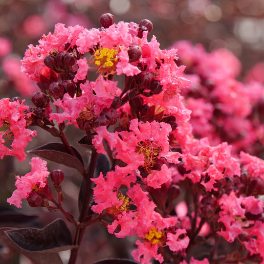 Center Stage® Coral Crapemyrtle (Lagerstroemia indica)