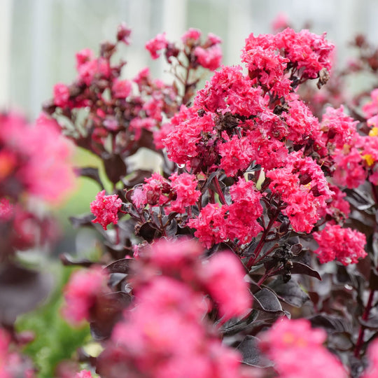 Center Stage® Pink Crapemyrtle (Lagerstroemia indica)