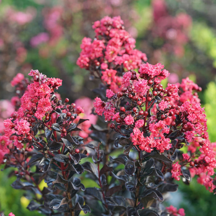 Center Stage® Pink Crapemyrtle (Lagerstroemia indica)