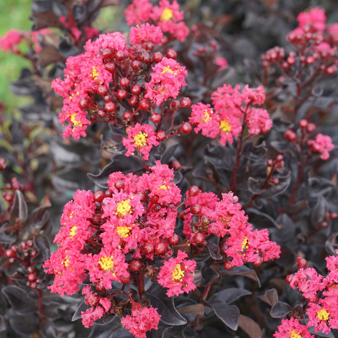 Center Stage® Pink Crapemyrtle (Lagerstroemia indica)