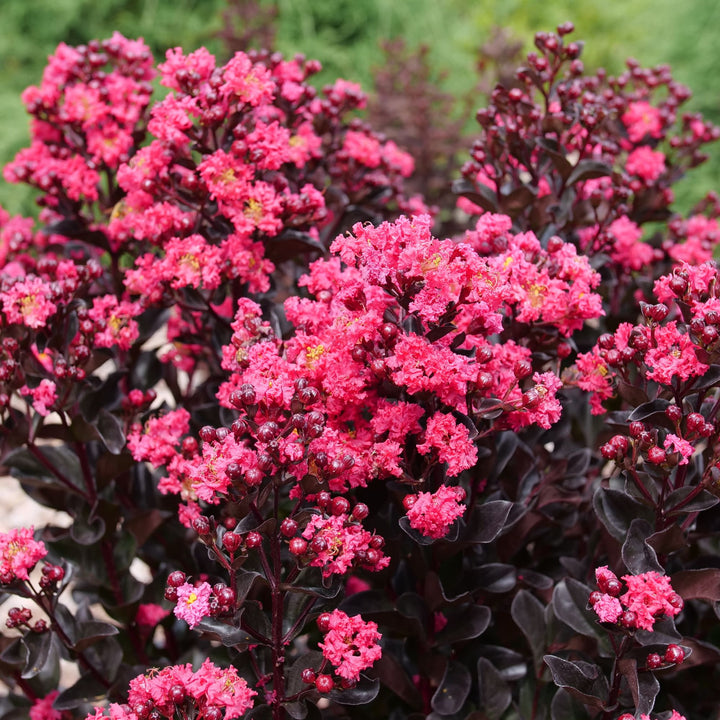 Center Stage® Pink Crapemyrtle (Lagerstroemia indica)