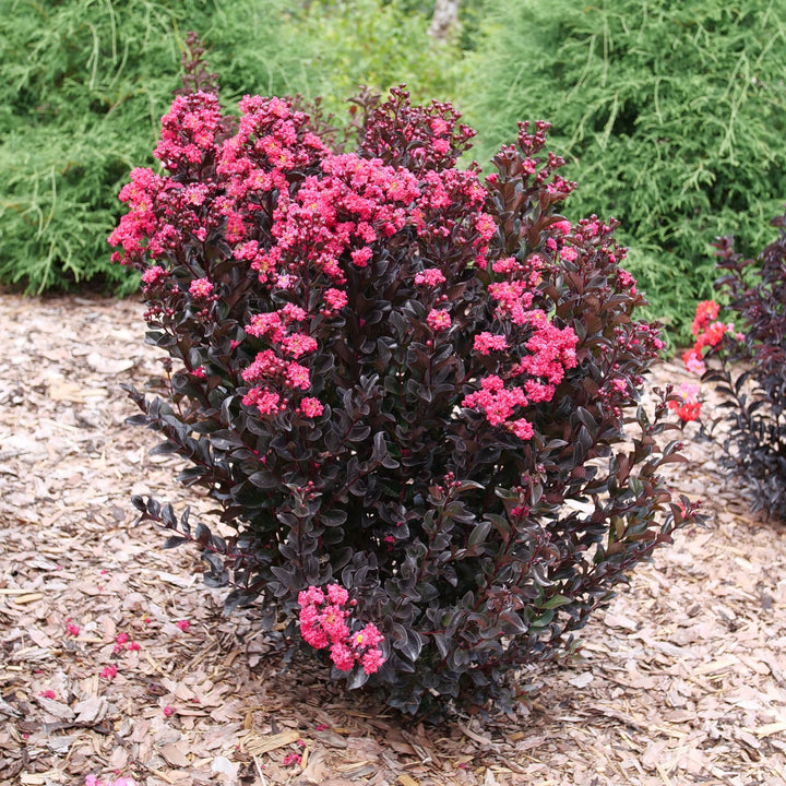 Center Stage® Pink Crapemyrtle (Lagerstroemia indica)