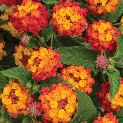 Luscious Citrus Blend Luscious Citrus Blend Lantana up close.