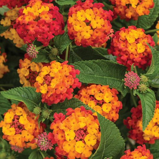 Luscious® Citrus Blend™ Lantana (camara)