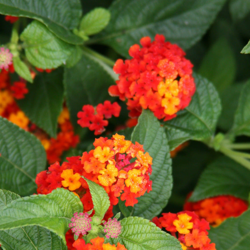 Luscious Citrus Blend Lantana up close.