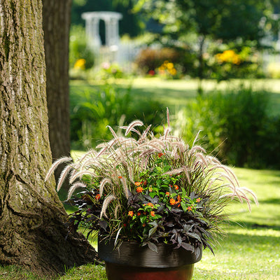 Luscious Citrus Blend Lantana in use.