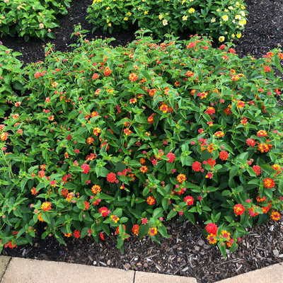 Luscious Citrus Blend Lantana in use.