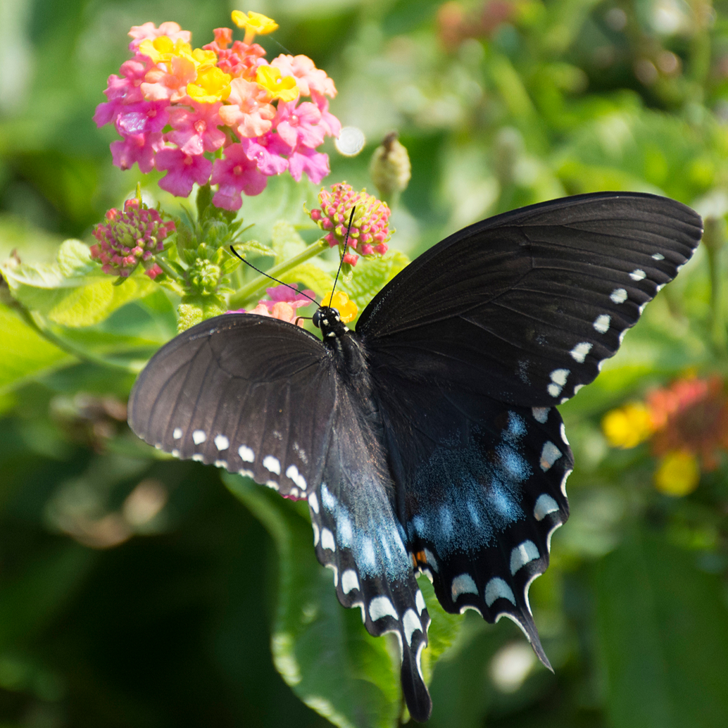 Lantana | Royale Luscious® Berry Blend™ | Proven Winners® Annuals