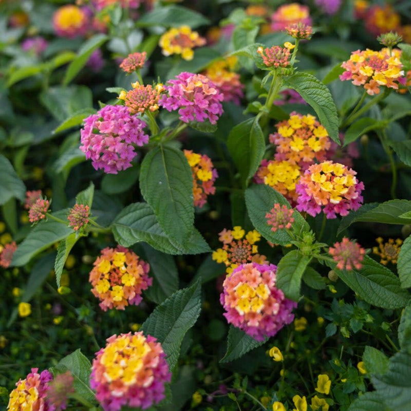 Luscious Berry Blend Lantana up close.