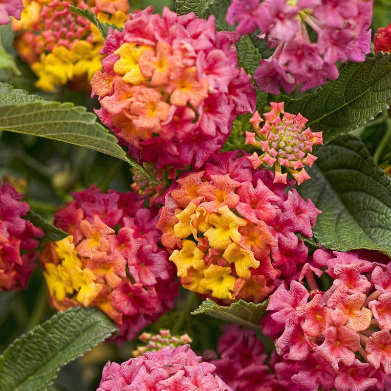 Luscious Berry Blend Lantana up close.