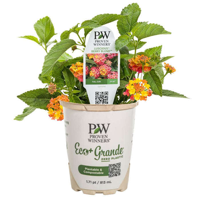 その他 Luscious Berry Gift Collection Lantana | Luscious® Berry Blend™ | Proven Winners® Annuals