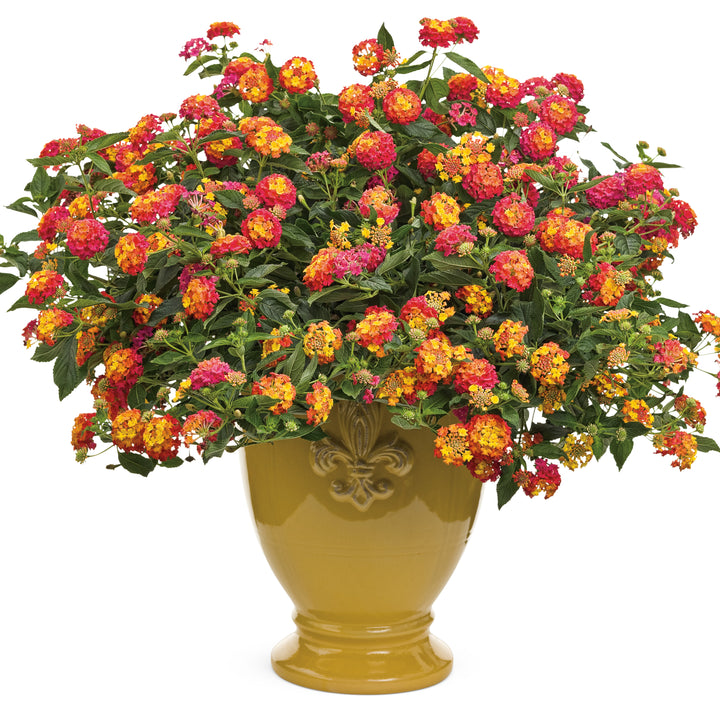 Luscious® Berry Blend™ Lantana (camara)