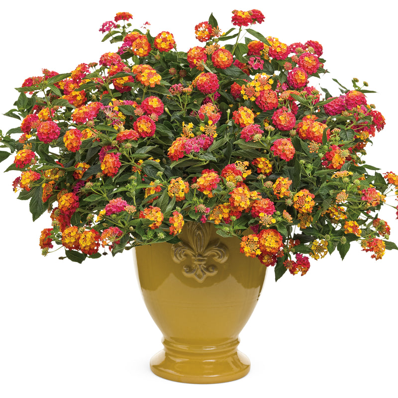 Luscious® Berry Blend™ Lantana (Lantana camara)