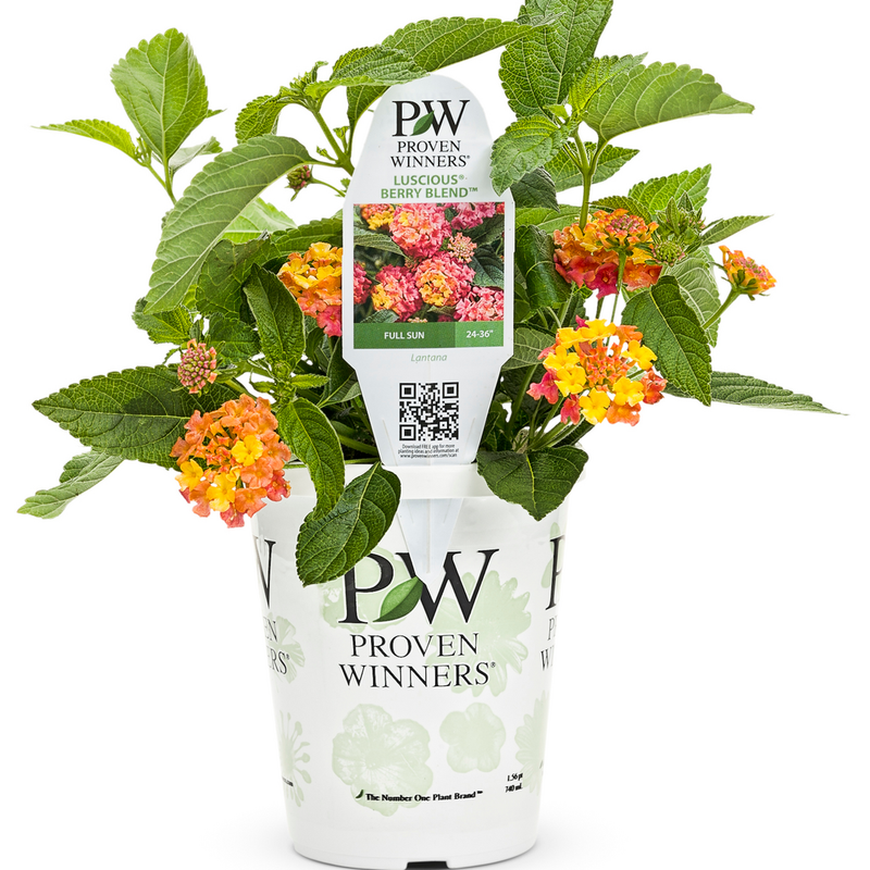 Luscious Berry Blend Lantana in container.