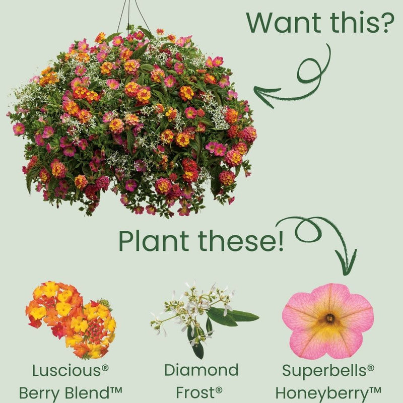 Luscious® Berry Blend™ Lantana (Lantana camara)