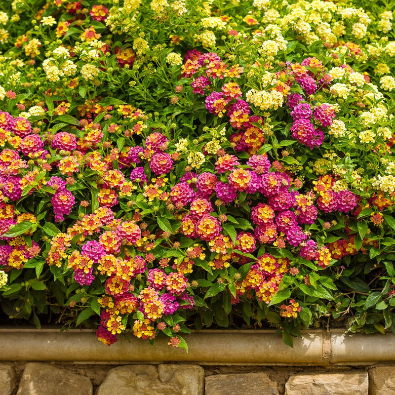 Luscious® Berry Blend™ Lantana (Lantana camara)