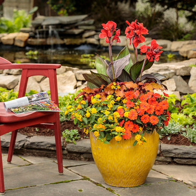 Luscious Goldengate Lantana in use.