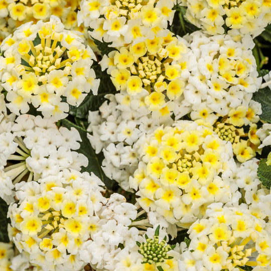 Luscious® Vanilla Breeze™ Lantana (camara) | Proven Winners® New Variety 2027