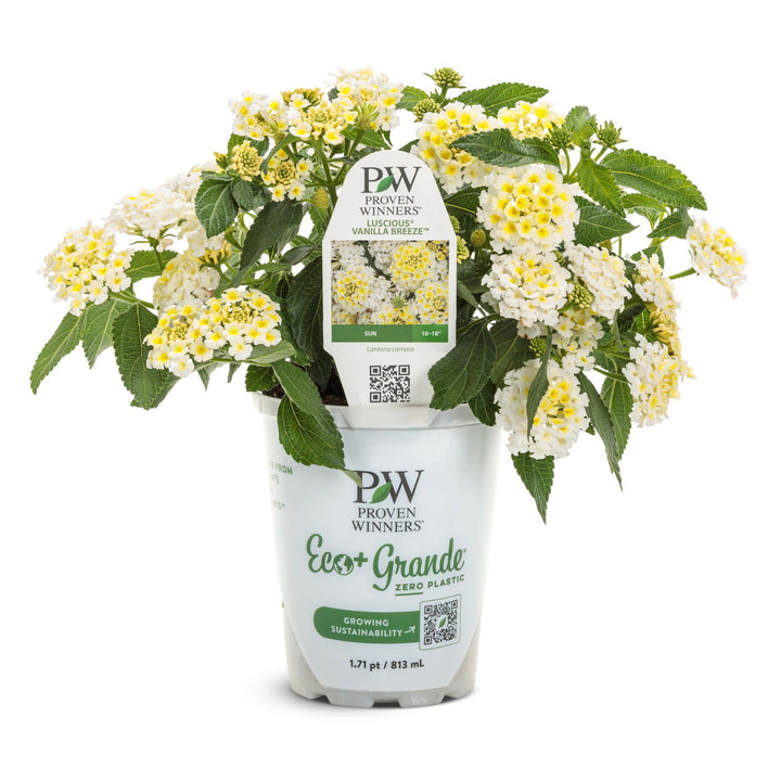 Luscious® Vanilla Breeze™ Lantana (camara) | Proven Winners® New Variety 2027