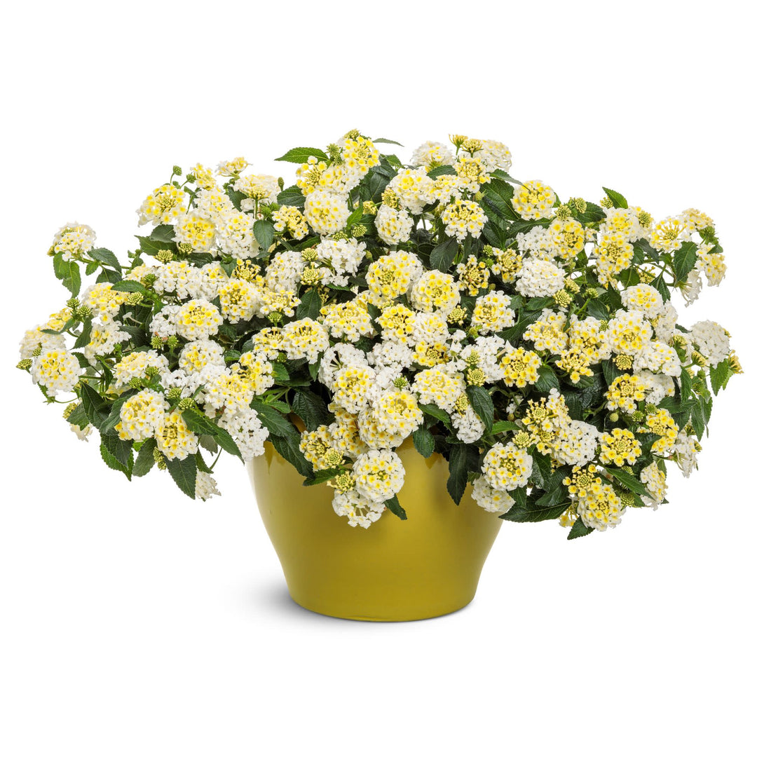 Luscious® Vanilla Breeze™ Lantana (camara) | Proven Winners® New Variety 2027