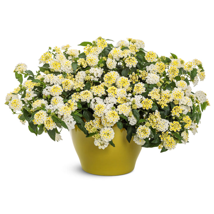 Luscious® Vanilla Breeze™ Lantana (camara) | Proven Winners® New Variety 2027