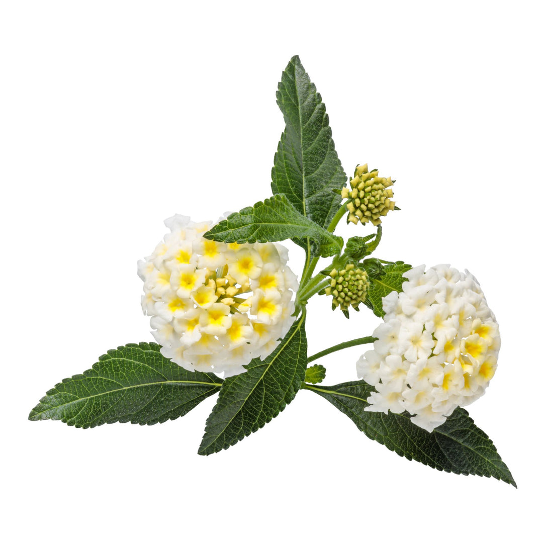 Luscious® Vanilla Breeze™ Lantana (camara) | Proven Winners® New Variety 2027