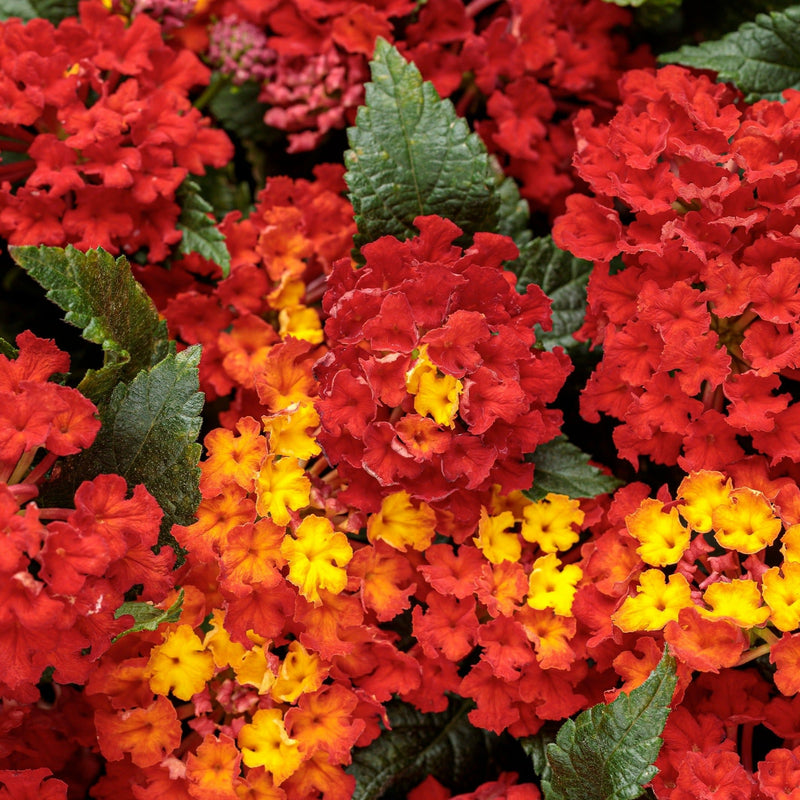 Luscious Royale Red Zone Lantana up close.