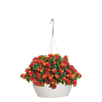 Luscious Royale Red Zone Lantana in container.