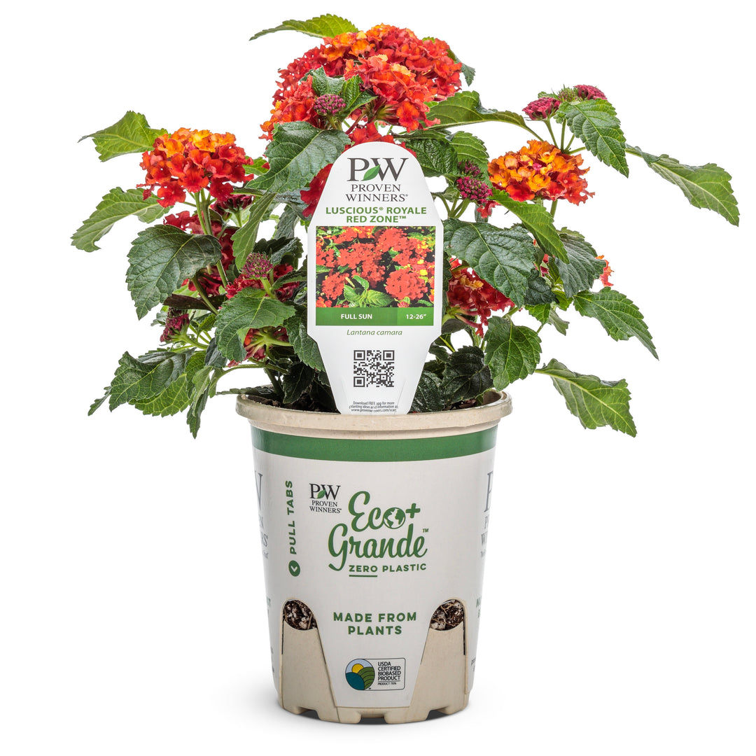 Lantana | Luscious® Royale Red Zone™ | Proven Winners® Annuals