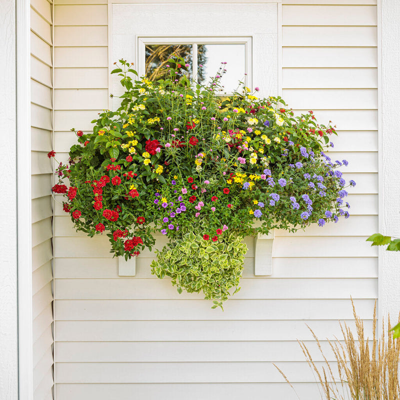 Luscious Royale Red Zone Lantana in use.