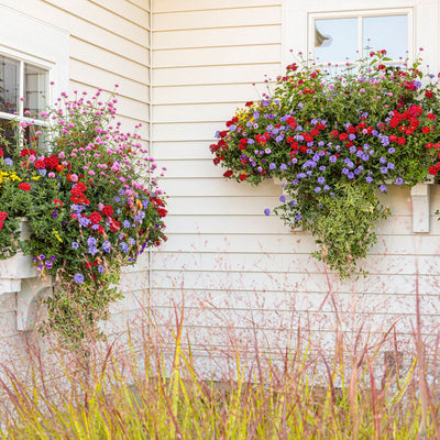 Luscious Royale Red Zone Lantana in use.